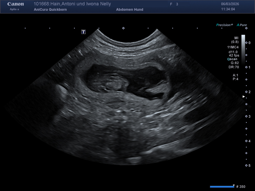 Wir freuen uns sehr, Euch mitteilen zu dürfen, dass wir für Frühjahr 2019 wieder einen Wurf in schwarz-rot planen.  Interessenten können sich ab sofort  für einen Termin zum Kennenlernen bei uns  melden.